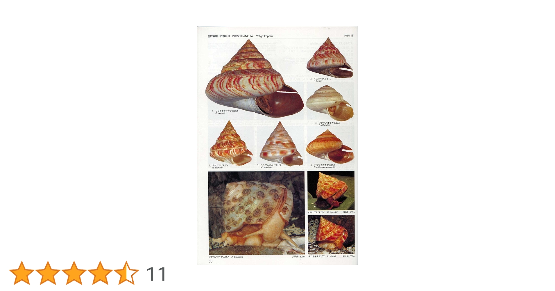 【中古本】日本近海産貝類図鑑　図版　解説　2冊セット 中古本】日本近海産貝類図鑑 図版 解説 2冊セット 中古本】日本近海産